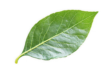 Poster - Detailed green leaf close-up with visible veins perfect for botanical illustrations and design elements isolated on transparent background