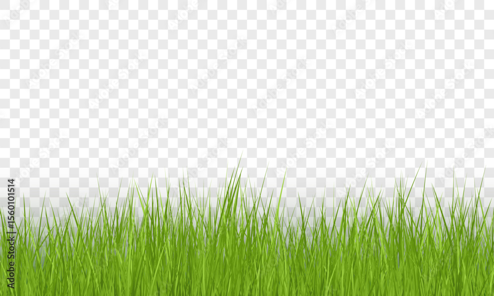 Green Grass Border on Transparent Background. Vector Illustration Stock ...