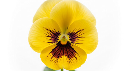 Poster - Close-up of yellow pansy flower with dark purple center, delicate petals, showing intricate details, showcasing nature's beauty and vibrant color, ideal for spring themes