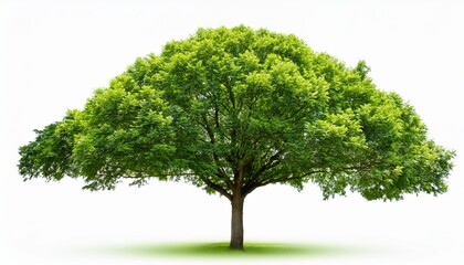 green tree isolated on white