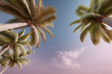 Poster - Palm tree tropical pastel pink sky summer nature landscape vacation travel serene peaceful pastel pink sky with tall palm tree tropical summer
