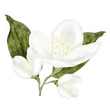 Jasmine white flower watercolor. Hand drawn bud delicate. Clip art botanical on white background. Ideal for logo of tea and aromatic products from jasmine