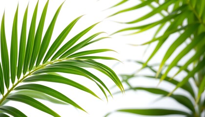 Fototapete - close-up shot of vibrant green palm leaves, showcasing their texture and shape against a soft background