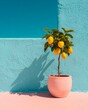 © aboutnuylove - Lemon tree in a pot on the background of a blue wall