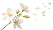 © Shohidul - Flying flower of jasmine falling in the air isolated on a white background PNG. AI GENERATED.