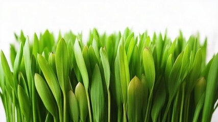 Aufkleber - A detailed view of fresh and vibrant grass