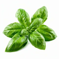 Poster - Vibrant green basil leaves are growing from plant on white background