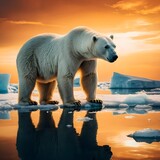 Majestic polar bear on ice floe at sunset in arctic scenery
