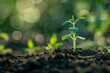 © nsit0108 - Small plant growing in fertile soil represents new life, growth, and hope for a sustainable future