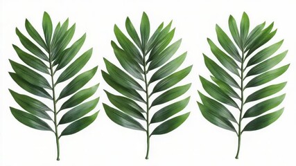 Poster - Three different types of leaves on a white background, ideal for botanical or educational purposes