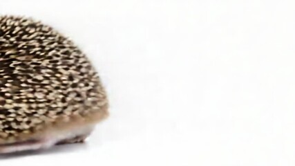 Poster - A small hedge sits on top of a white surface, perfect for use in minimalist decor or design compositions