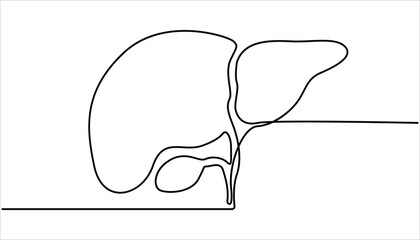 Poster - One continuous line drawing of human liver organs. Single continuous line drawing of liver anatomy. illustration of liver anatomy concept. Hand Drawn Symbol Vector Illustration.
