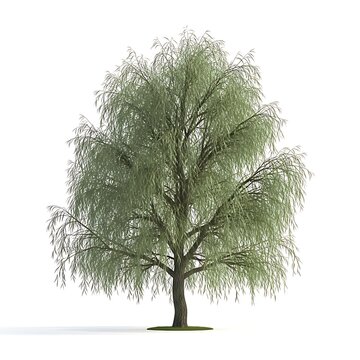 Weeping Willow Tree 3D Render of Elegant, Graceful Willow