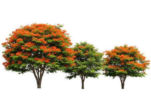 Three flame trees isolated on transparent background