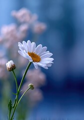 Poster - Close-up of a White Daisy flower with a yellow center and Buds Against a Blue Sky Background in a Natural Outdoor Setting