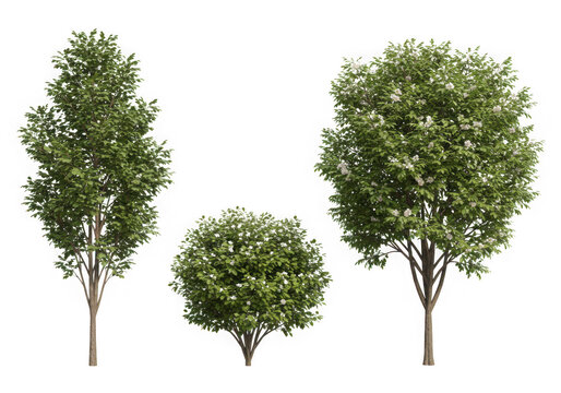 Three trees of varying sizes, blooming white flowers, isolated on transparent background