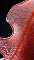 Poster - A close-up shot of a bright red flower against a dark black background, perfect for use in designs and layouts where a pop of color is needed