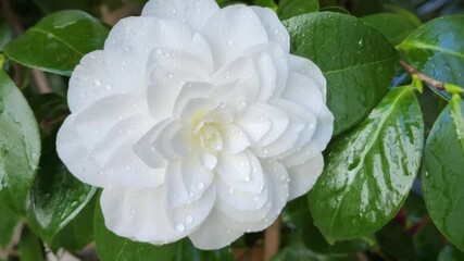 Poster - White Camellia japonica flower var.  'Nuccio's Gem' in full bloom in rainy garden
