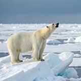 polar bear in the arctic