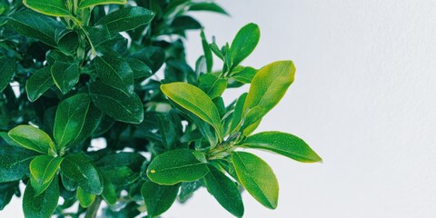 Poster - Fresh Green Tropical Foliage in Bright Natural Light Indoor Garden with Lush Plant Leaves for Home Decor and Plant Enthusiasts