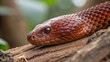 © Minsa - Close up of a red snake resting on a branch in the forest area