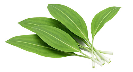 Poster - Fresh green leaves of wild garlic or ramson plants with visible stems close up