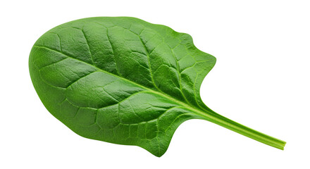 Poster - Fresh green spinach leaf close-up highlighting its vibrant color and texture