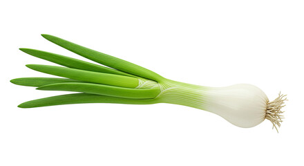 Poster - Fresh spring onion or scallion with green leaves and white bulb detail
