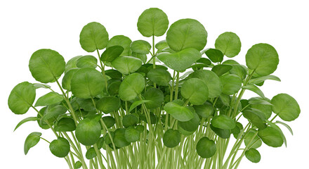 Poster - Fresh watercress growing in a cluster with vibrant green round leaves
