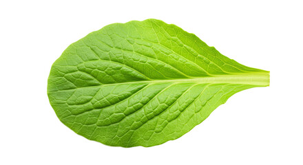 Poster - Fresh vibrant green lettuce leaf displaying detailed texture and veins