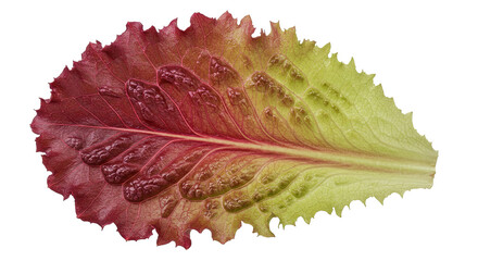 Poster - Single fresh red lettuce leaf displaying vibrant color gradation and texture