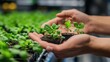 © kirania - Person holding small potted plants in hands carefully in a nursery