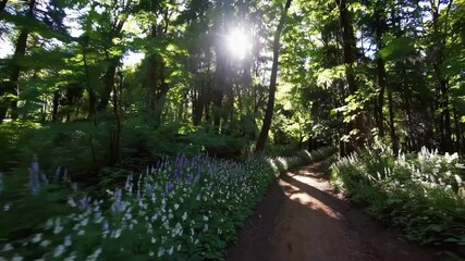 Poster - Scenic forest hike path with sunlight filtering through green trees, wildflowers along tranquil nature trail, lush summer foliage and peaceful