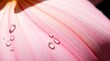 © Hamza - Closeup of pink flower petals adorned with refreshing water drops.