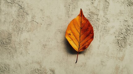 Poster - Single deciduous leaf on textured wall in autumn sunlight