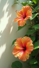 Aufkleber - Blooming hibiscus flowers in a serene garden during daytime
