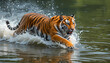 © Zeeshan - A tiger running through the water creating splashes and ripples in the green water surface area around it