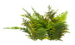 © kevin - Autumn fern Plant isolated on transparent background. Dryopteris Erythrosora plant isolated on transparent background. Japanese shield fern Plant on transparent background. Autumn fern PNG.