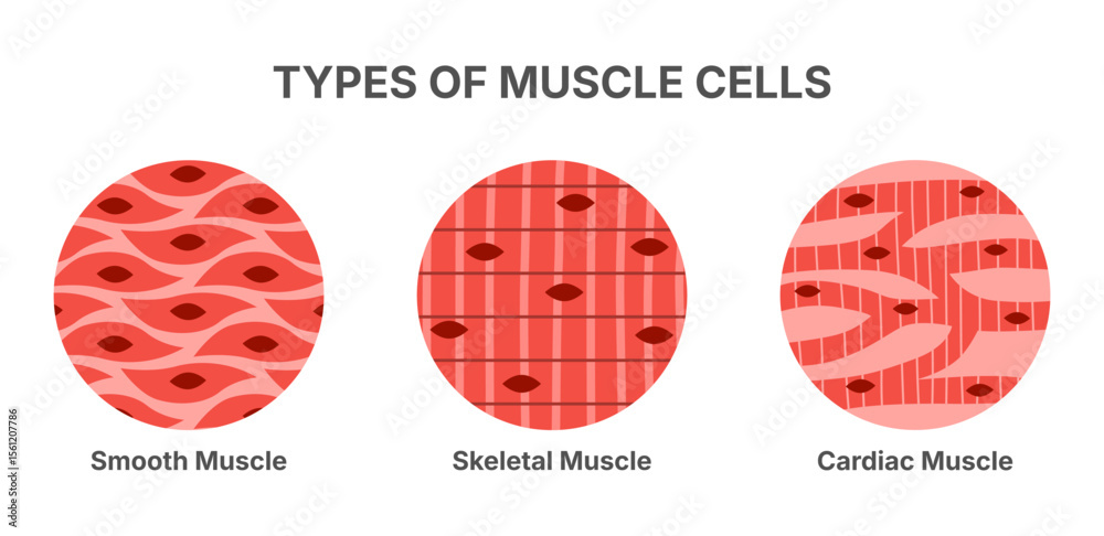 Types of human muscle tissues and cells, featuring anatomical ...