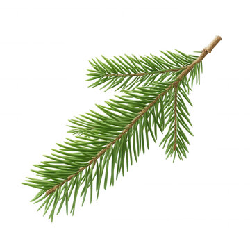Photorealistic 3d fir branch icon, rendering winter holiday design element with crisp detail, transparent isolated background
