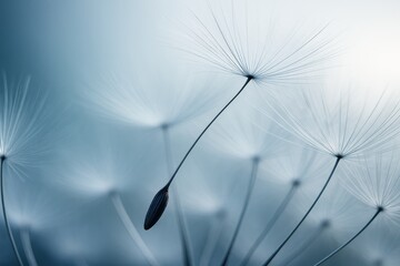 Poster - Close-up of delicate dandelion seeds with soft lighting and ethereal atmosphere on a blue abstract background emphasizing natural beauty and fragility.