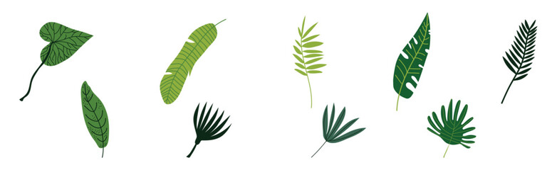 Poster - Green Tropical Leaf and Jungle Foliage Vector Set