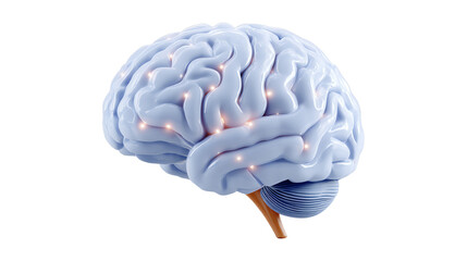 Aufkleber - Detailed illustration of a human brain, showcasing its structure and connections, on a white isolated background.