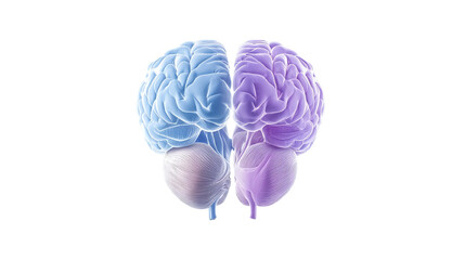 Aufkleber - Stylized representation of a human brain in blue and purple showcasing creativity and thinking, white isolate background.