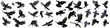 © SANAULLAH - flock of flying crows , a black raven in flight, Wildlife-themed, cutout, isolated, photorealistic illustrations on isolated on transparent background PNG, cut out