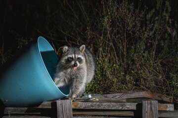 Wall Mural - curious raccoon emerges from a blue bucket at night.