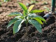 © vincenzo - young avocado tree with glossy dark leaves and tiny early fruits