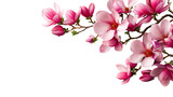 Blooming pink magnolia branch, floral arrangement, cut out transparent