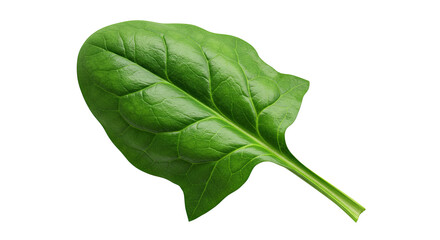 Poster - A vibrant close-up of a fresh green spinach leaf isolated on a dark background