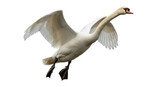 Isolated Flying Swan